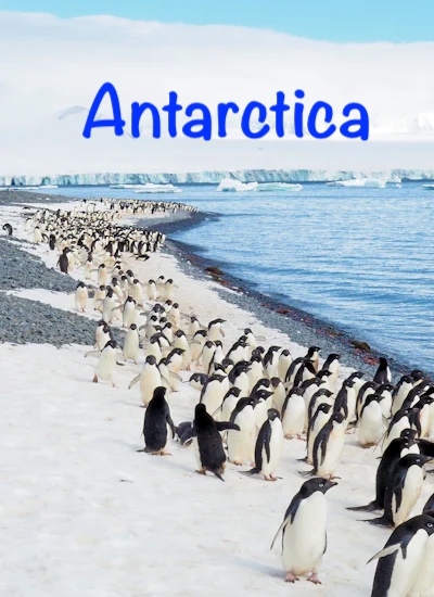 Antarctica Penguins